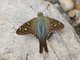 Long-tailed Skipper (Urbanus proteus)