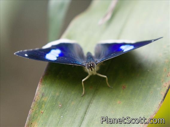 Brush-footed Butterfly (Nymphalidae sp)