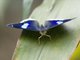 Brush-footed Butterfly (Nymphalidae sp)