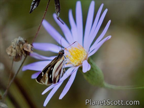 Grass Skipper (Troyus diversa)