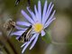 Grass Skipper (Troyus diversa)