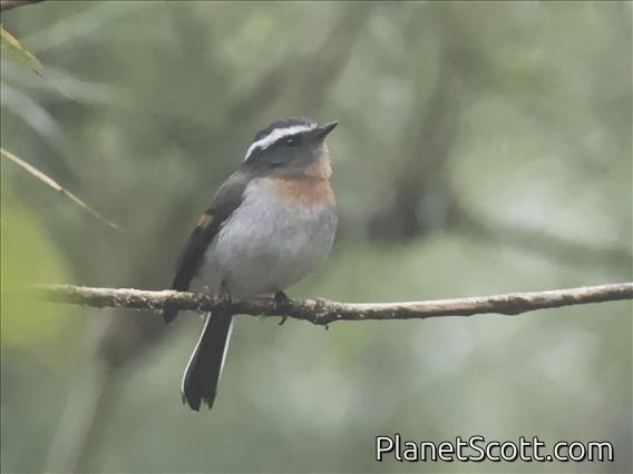 Rufous-breasted Chat-Tyrant (Ochthoeca rufipectoralis)
