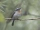Rufous-breasted Chat-Tyrant (Ochthoeca rufipectoralis)