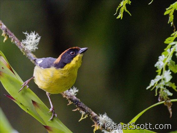 Yellow-breasted Brushfinch (Atlapetes latinuchus)