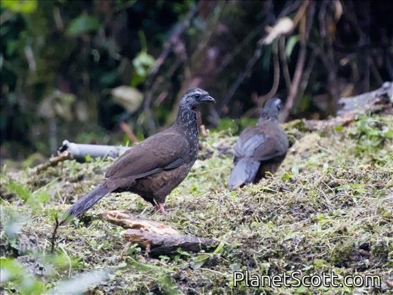 Bearded Guan (Penelope barbata)