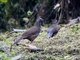Bearded Guan (Penelope barbata)