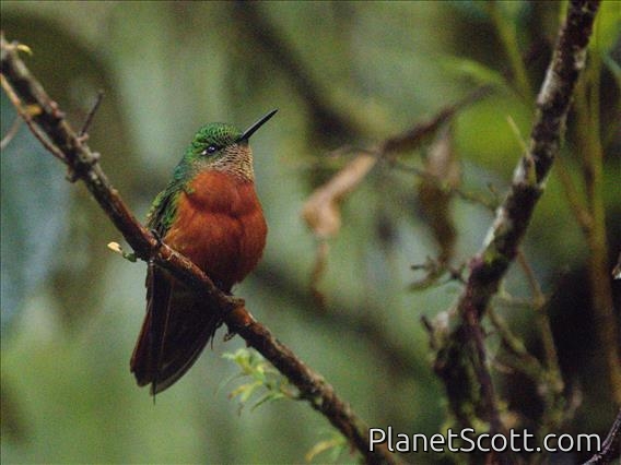 Chestnut-breasted Coronet (Boissonneaua matthewsii) - Male