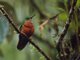 Chestnut-breasted Coronet (Boissonneaua matthewsii) - Male