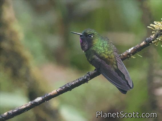 Amethyst-throated Sunangel (Heliangelus amethysticollis)