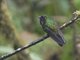 Amethyst-throated Sunangel (Heliangelus amethysticollis)