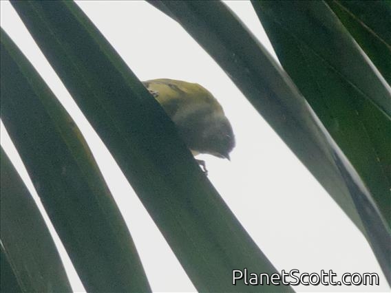 Gray-hooded Bush-Tanager (Cnemoscopus rubrirostris)