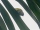 Gray-hooded Bush-Tanager (Cnemoscopus rubrirostris)