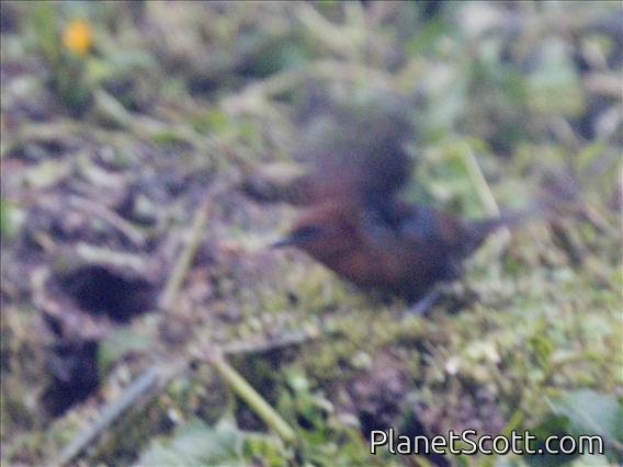 Equatorial Antpitta (Grallaria saturata)
