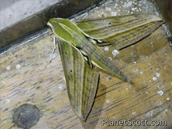 Sphinx Moth (Xylophanes crotonis)