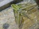 Sphinx Moth (Xylophanes crotonis)