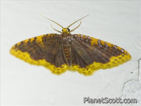 Carpet Moth (Eois cobardata)