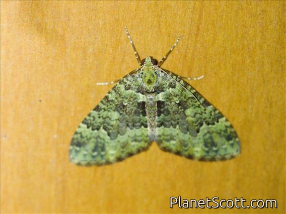 Cutworm Moth (Noctuidae sp)