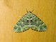 Cutworm Moth (Noctuidae sp)