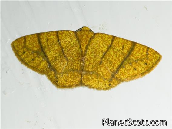 Geometer Moth (Melinodes saeta)