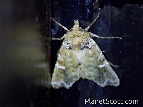 Cutworm Moth (Pastona sp)