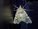 Cutworm Moth (Pastona sp)