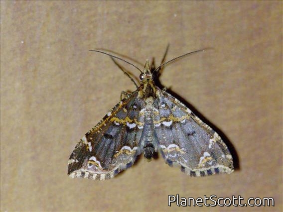 Cutworm Moth (Psaliodes sp)