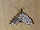 Cutworm Moth (Psaliodes sp)