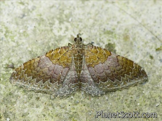 Erebid Moth (Erebidae sp)