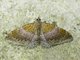 Erebid Moth (Erebidae sp)