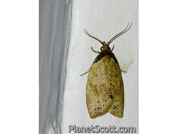 Erebid Moth (Erebidae sp)