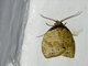 Erebid Moth (Erebidae sp)