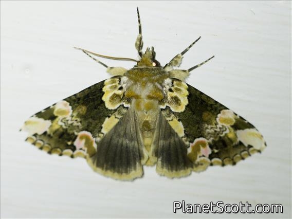 False Owlet Moth (Thyatira sp)