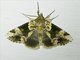 False Owlet Moth (Thyatira sp)
