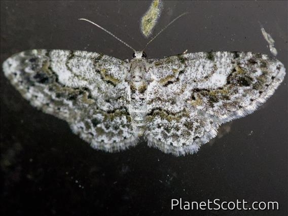 Geometer Moth (Hymenomima sp)
