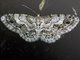 Geometer Moth (Hymenomima sp)