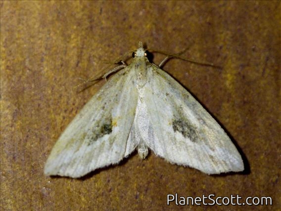 Geometer Moth (Geometridae sp)