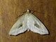 Geometer Moth (Geometridae sp)