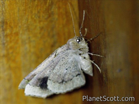 Pero Moth (Pero sp)
