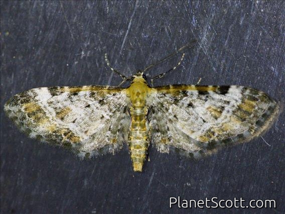 Pug Moth (Geometridae sp)