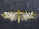 Pug Moth (Geometridae sp)