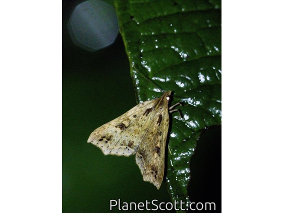 Litter Moth (Rejectaria sp)