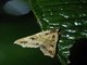 Litter Moth (Rejectaria sp)