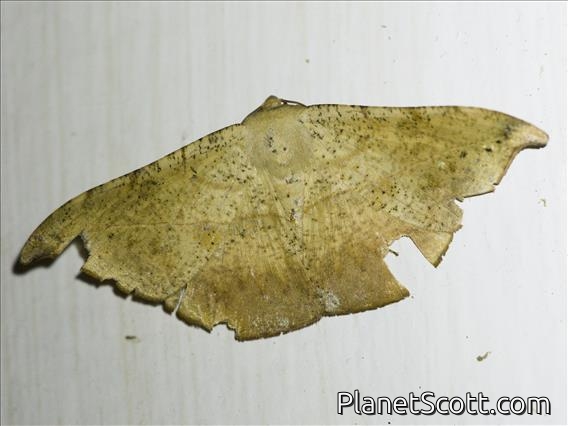 Geometer Moth (Oxydia platypterata)