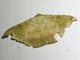 Geometer Moth (Oxydia platypterata)