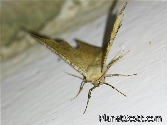 Geometer Moth (Oxydia platypterata)