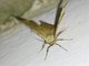 Geometer Moth (Oxydia platypterata)