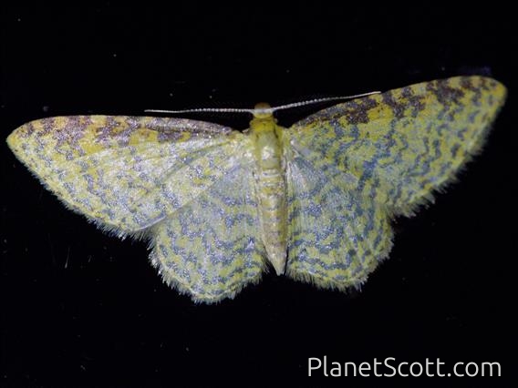 Carpet Moth (Geometridae sp)