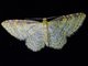 Carpet Moth (Geometridae sp)