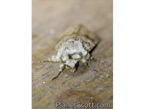 Cutworm Moth (Noctuidae sp)