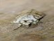 Cutworm Moth (Noctuidae sp)